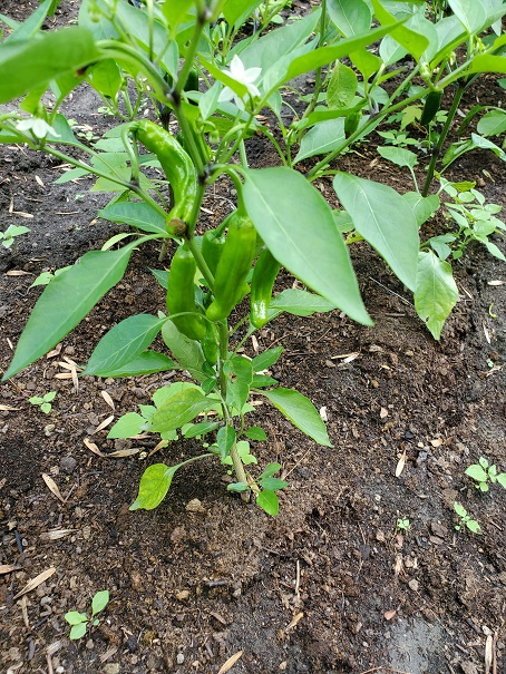 Young Sweet Peppers - July 15